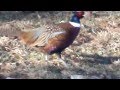 Ring Neck Phesant HD 720p