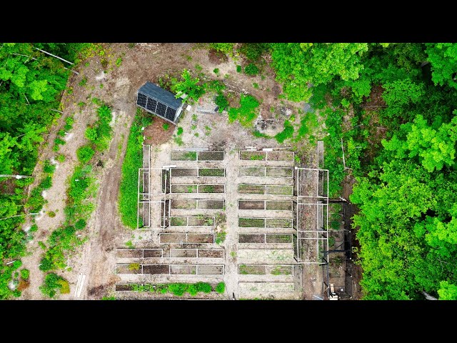 A Quiet Walk Through my Young Food Forest, Early June class=