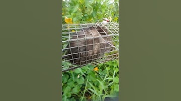 SĂN LÙNG LOÀI CHUỘT LỚN NHẤT Ở VIỆT NAM [] CHẠY SAO THOÁT #săn #bẫy #bẫy chuột