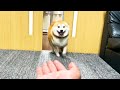 柴犬からの好感度がMAXのときにお手させてみた