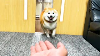 I asked a happy Shibe for a paw