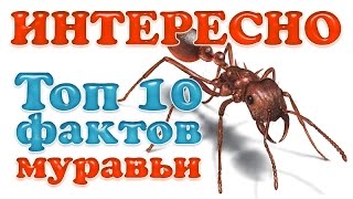 Интересные факты. Муравьи. 1 Часть Интересные факты. Муравьи. 1 Часть