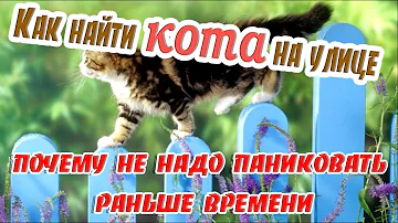 Как долго может отсутствовать кот