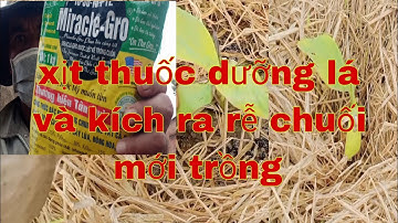 LẦN ĐẦU TIÊN XỊT THUỐC DƯỠNG LÁ KÍCH RỂ CHUỐI MỚI TRỒNG