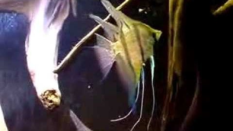 Angelfish Peru - Thiên Đường Cá Cảnh