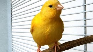 How to Take Care of a Canary & Finch | Pet Bird