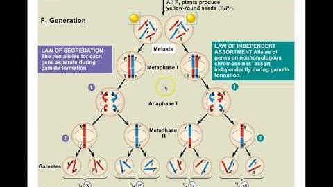 Chapter 15 Chromosomal basis of Inheritance by Professor Odapalli
