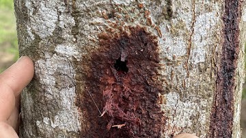 Xử lý sâu đục thân gây hại trên cây mít, điều, sầu riêng...