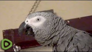 Einstein the Talking Parrot must really be tired!