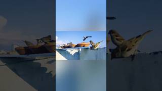 Sparrow in Motion! 🐦 Mid-Air Action at the Feeding Station | 4K Ultra HD! #housesparrow #sparrow