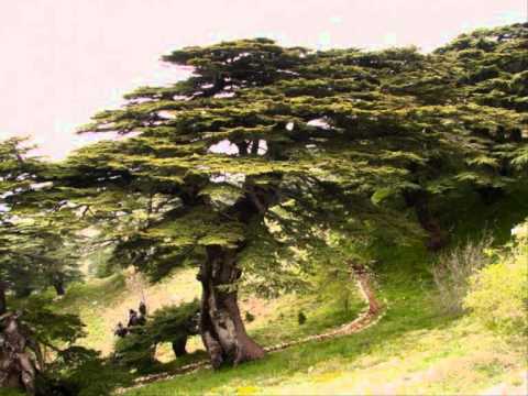 plant a cedar tree in the soil of lebanon.wmv