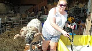 Washing Valais for show or clean fleece