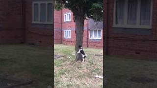 My Puppy Loves To Chase Squirrels-