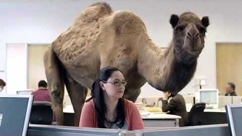 Geico - Hump Day REMIX Guess What Day It Is Camel (FINAL) Happier than a Camel on Wednesda