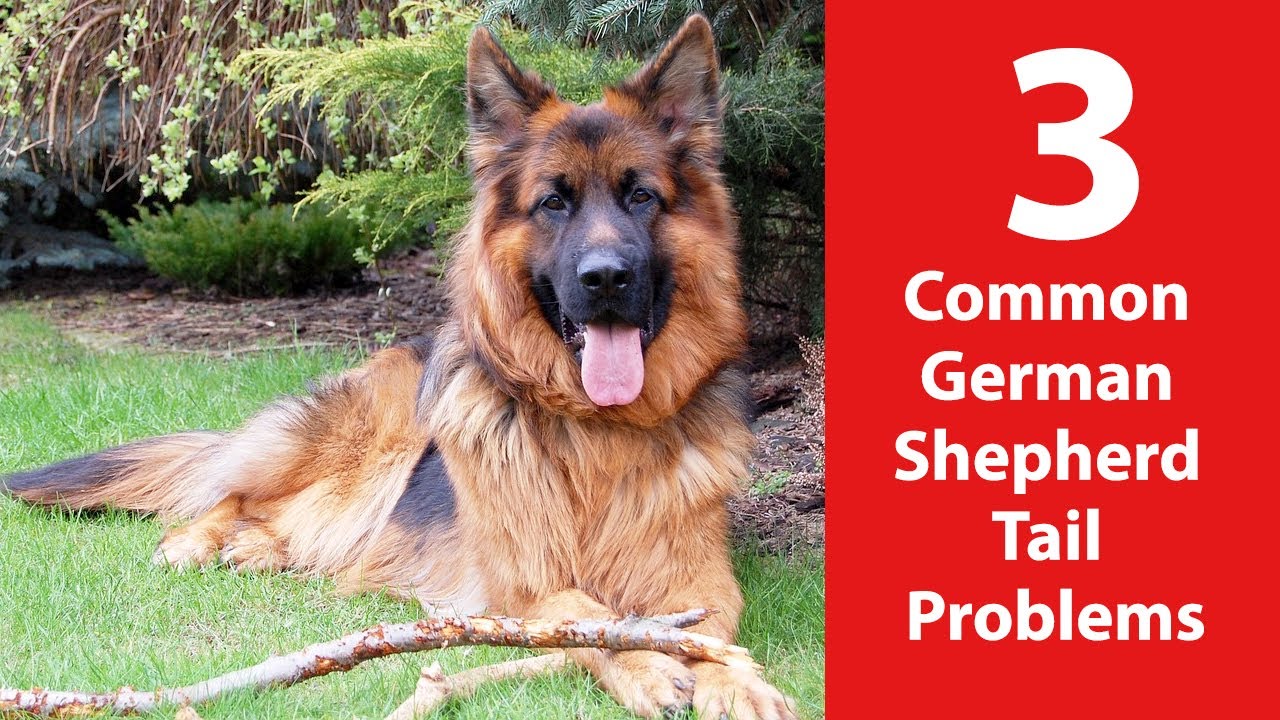 3 Common German Shepherd Tail Problems - YouTube