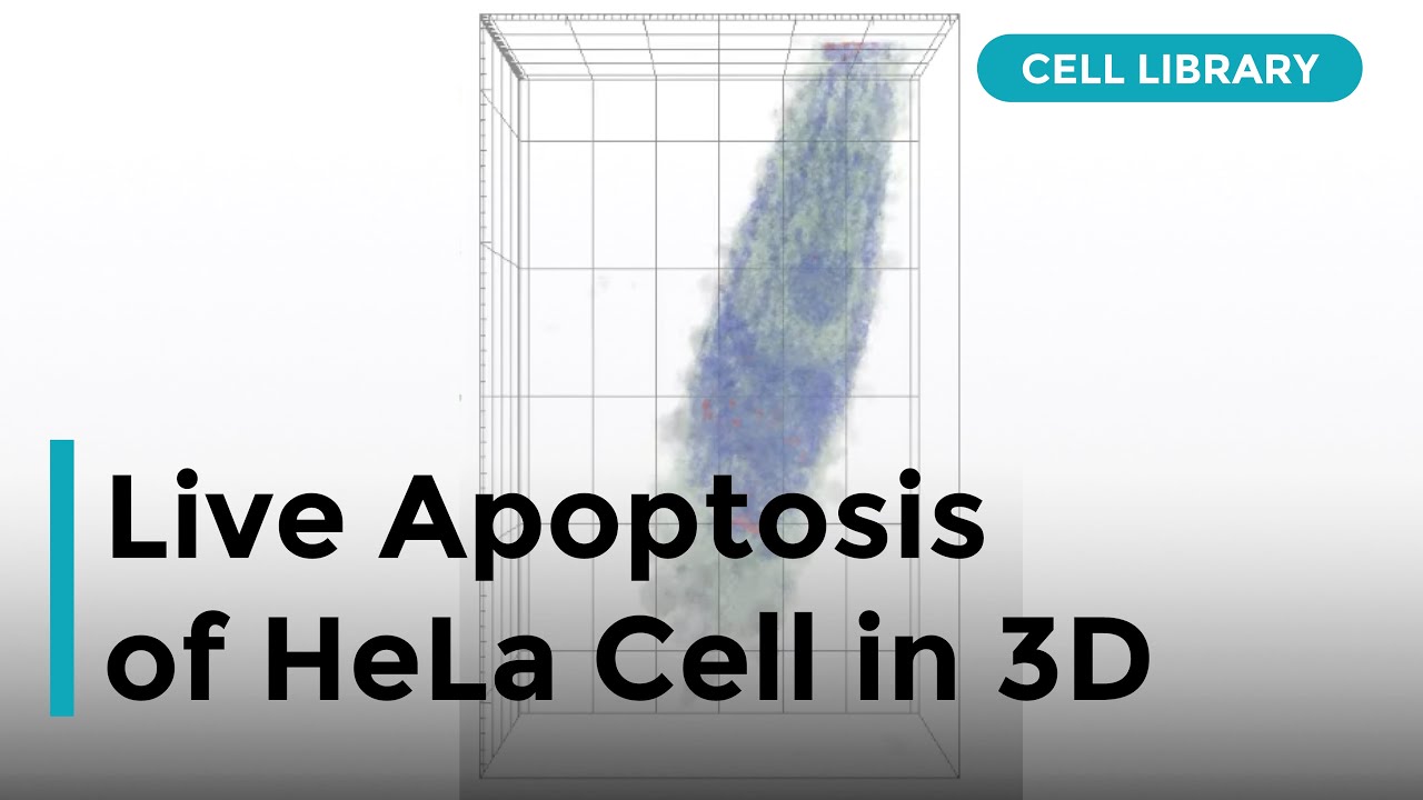 Live Apoptosis of HeLa Cell in 3D - YouTube