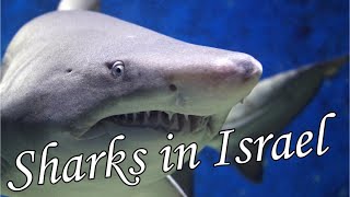 Swimming with Sharks in Israel, Aerial Footage | Плавание с акулами в Израиле Съемка с дрона