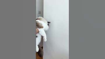 Trick To Test If Your Cat Is Smart | Funniest Cat Video | Try Not To Laugh #cat #shorts