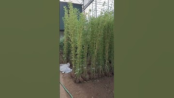 Bán cây trúc quân tử cao từ 1.2m đên 2.5m 0977973535