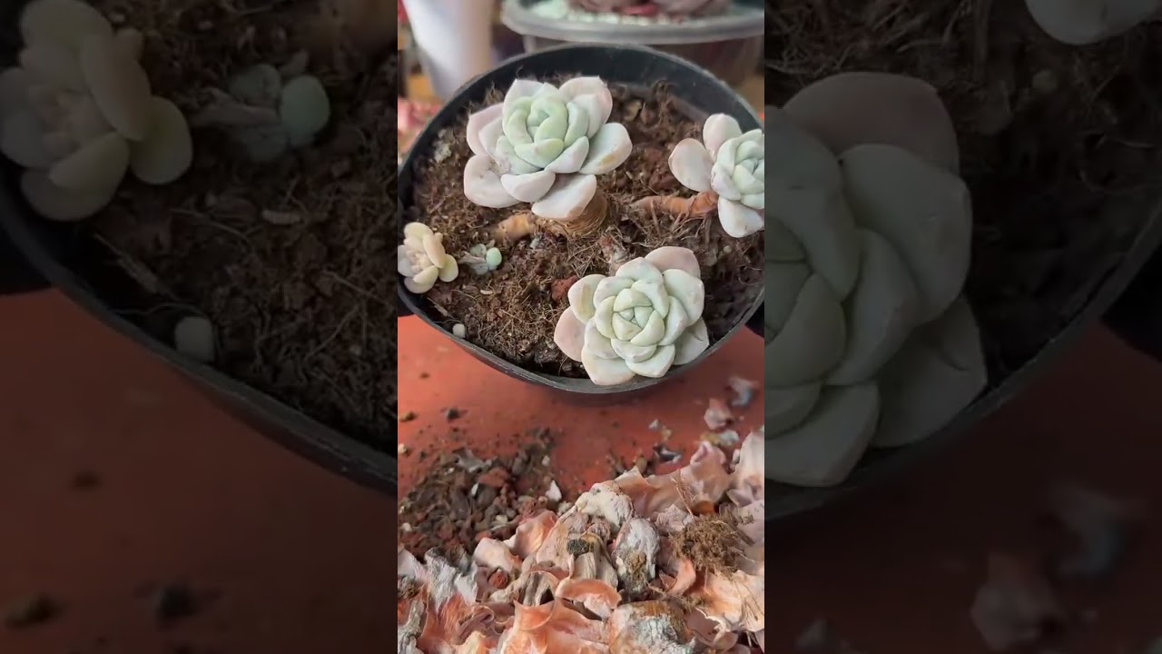 How Indoor Succulents Recover After Stress