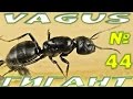 Муравей Чёрный муравей древоточец - Camponotus Vagus