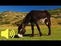 What does a donkey sound like farm animal sounds  animal sounds