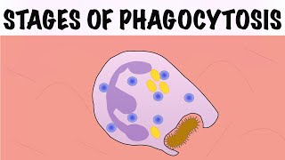 STAGES OF PHAGOCYTOSIS