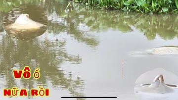 Câu Cá Mè Vinh Mùa Nước Nổi Lại Gặp Bầy Cá Này Lộn Nữa | Fishing Miền Tây