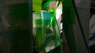 UNIQUE ANG AMONG AQUARIUM😂DILI GOLD FISH ANG LAMAN KUNDI ALALO FISH.