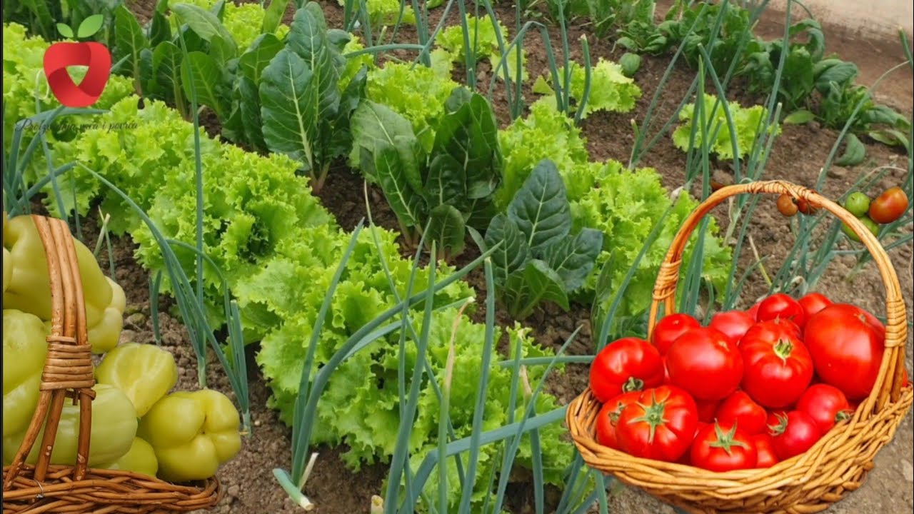 Как выращивать овощи круглый год? Преимущества выращивания в теплице