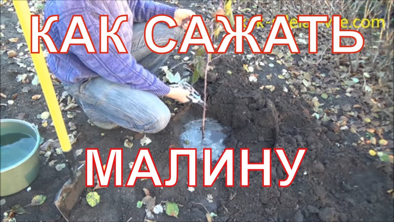 Посадка малины. Летней и ремонтантной, весной и осенью.