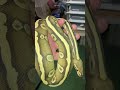 Ballpython (kongepyton) #snake #amazing #reptiles #animal #python #animals #pets