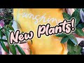 Plants in my collection that you havent seen yet  houseplants and gifts from subscriber friends