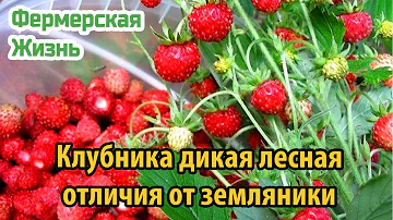 Клубника дикая лесная описание, полезные свойства, основные отличия от земляники