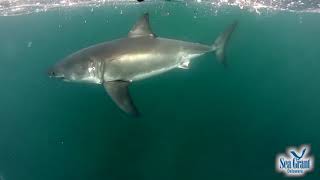 Celebrity 15 Second Science - Great White Sharks Net Worth