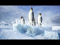 Penguins 4k  coldest climates  relaxing music