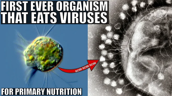 First Ever Organism That Actually Eats Viruses For Nutrition - Halteria