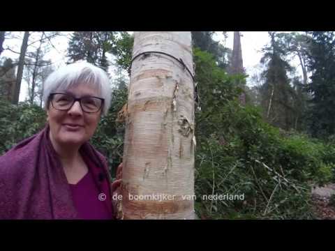 Video: Hoe Maak Je Ambachten Van Berkenschors