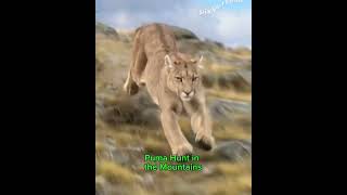 Puma Hunt in the Mountains#reels #cat #meme #musica #puppy #chat #cats #catshorts #catvideos#catlife