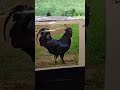 The All-Black Ayam Cemani 😁 El Ayam Cemani: Totalmente Negro ...