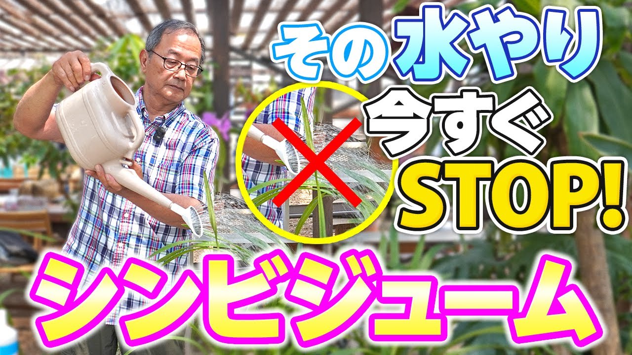 【洋蘭】シンビジュームの水やりはこうする！失敗しないための基本を解説していきます！[orchid]Watering Cymbidiums!@seedpot368  #sheathch