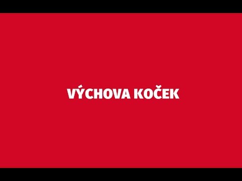 Video: Jak Vychovat Zdvořilou A Dobromyslnou Kočku