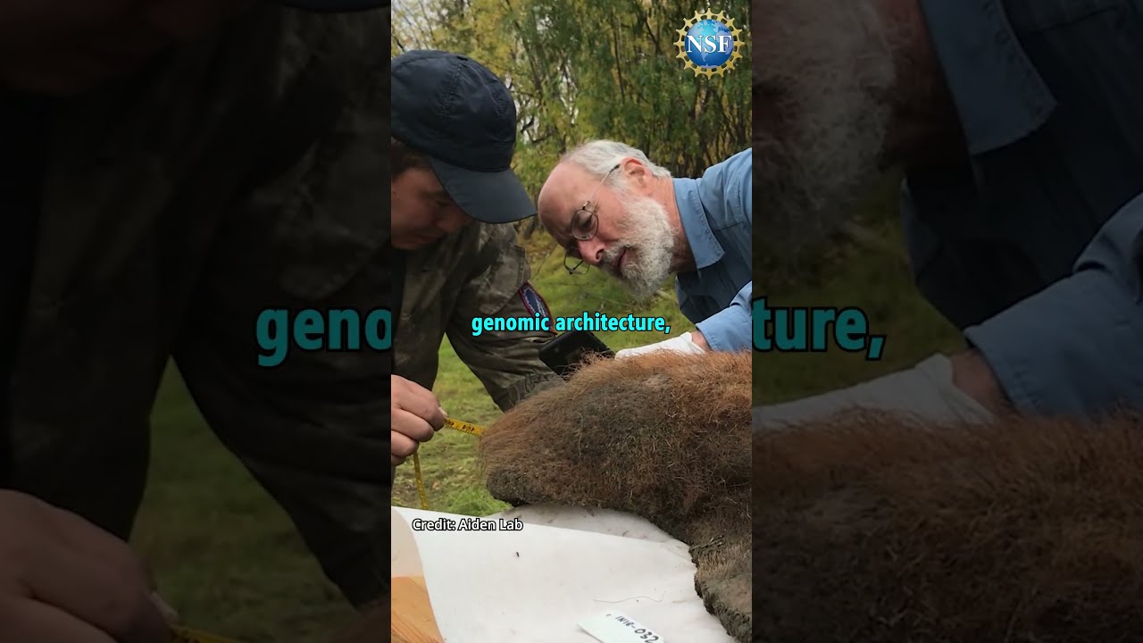 FOUND Woolly Mammoth Shorts Science News Woollymammoth