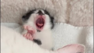 Kitten hates being cleaned by Kitten Heaven 1,271 views 13 days ago 1 minute, 4 seconds