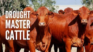 Droughtmaster Cows - One of the Best Options for Your Farm