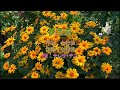 テレサ・テン - 夢芝居 中譯