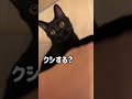構ってちゃんの対処法 #cat #ネコ #猫のいる暮らし