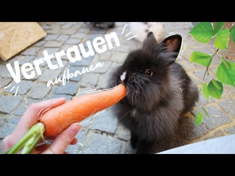 Video: Wie man sich um ein frisch kastriertes Kaninchen kümmert