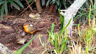 The Orange Breasted / Gold Breasted Waxbill Finch ( Amandava subflava )