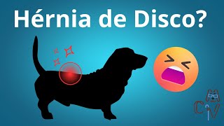 Cachorro com Dor nas Costas: Hérnia de Disco?